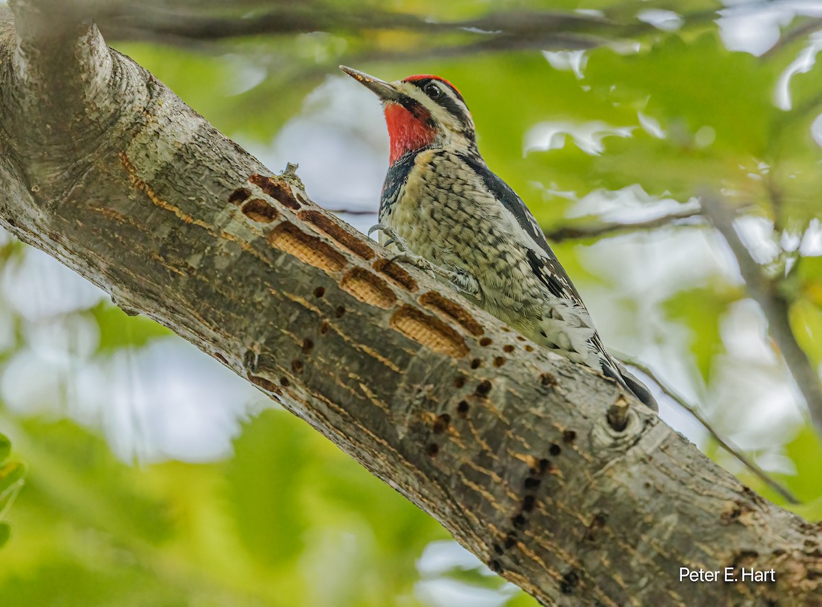 datel rudošíjný - ML644825700