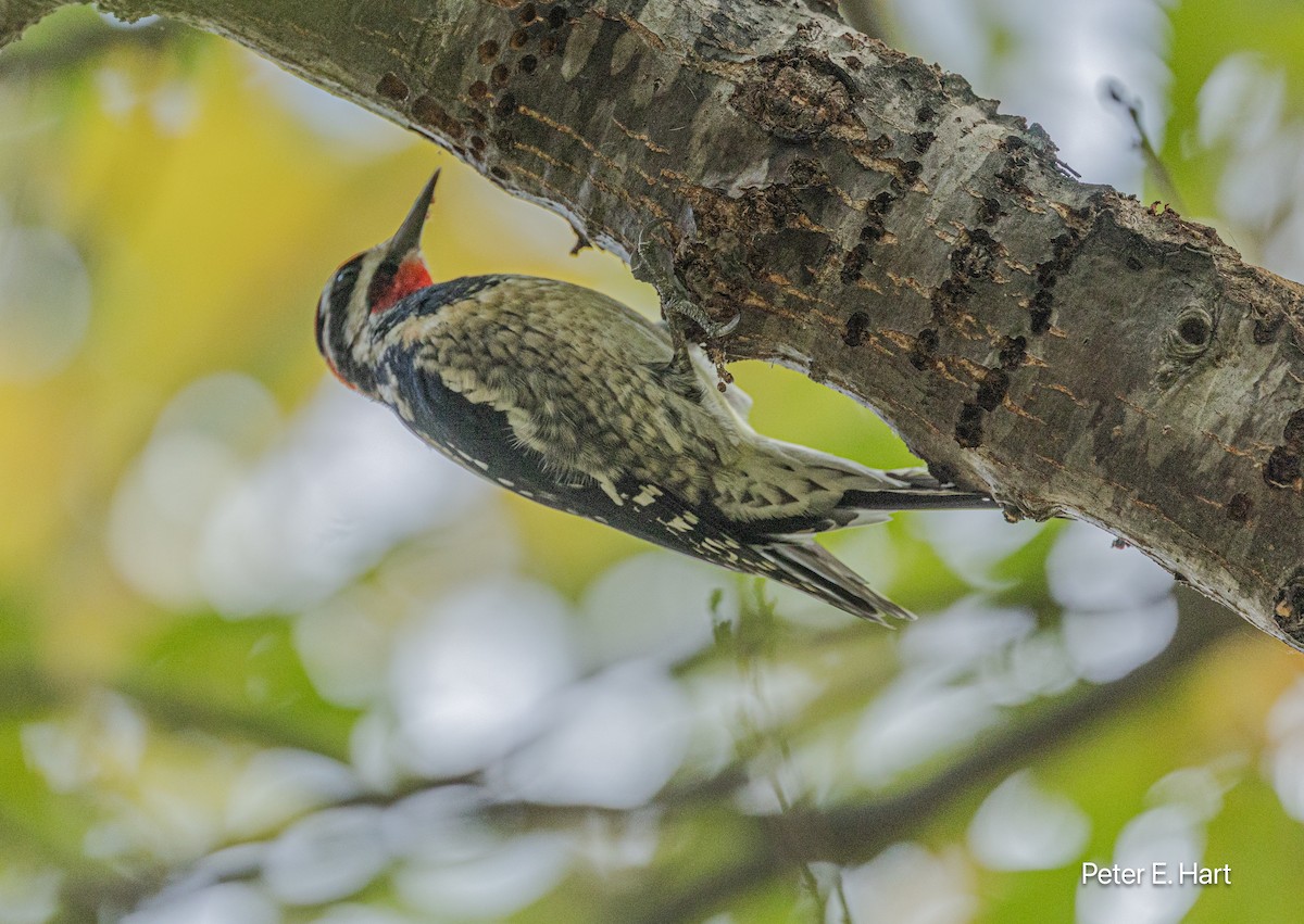 datel rudošíjný - ML644825702