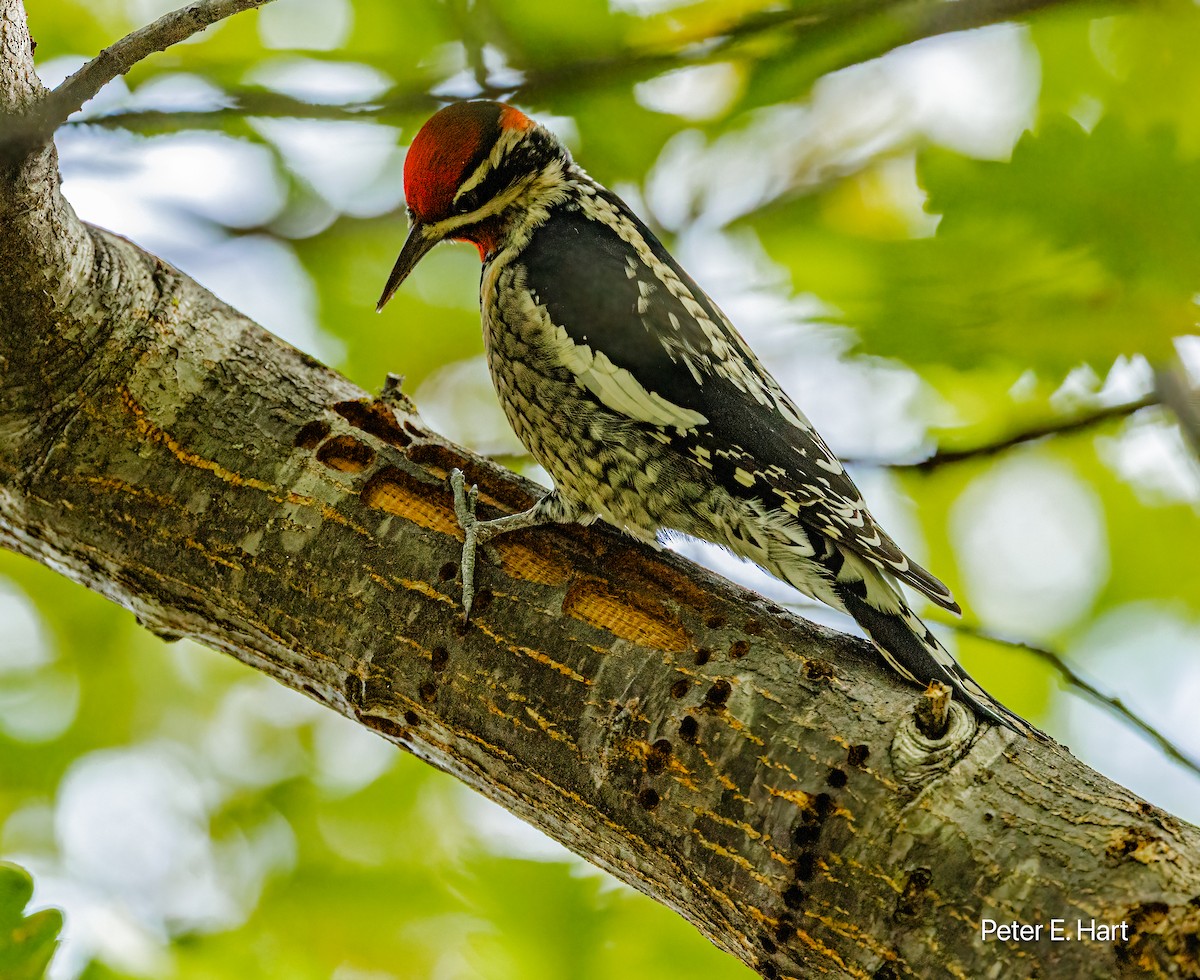 datel rudošíjný - ML644825703