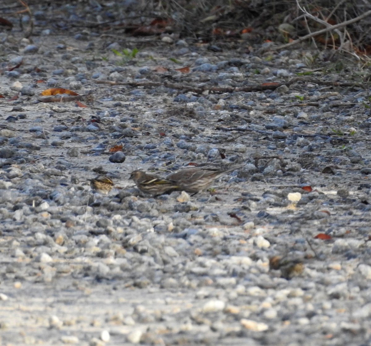 čížek severoamerický - ML644825704