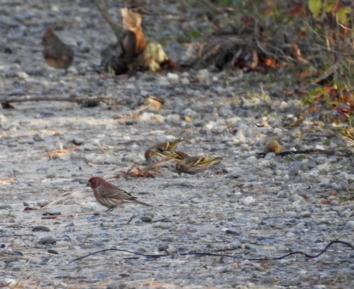 čížek severoamerický - ML644825708