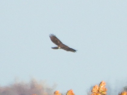 ハクトウワシ - ML644825713