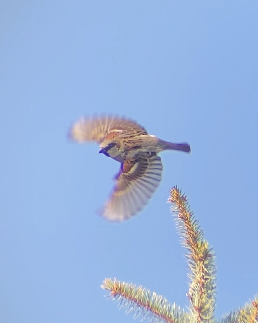 House Sparrow - ML644825720