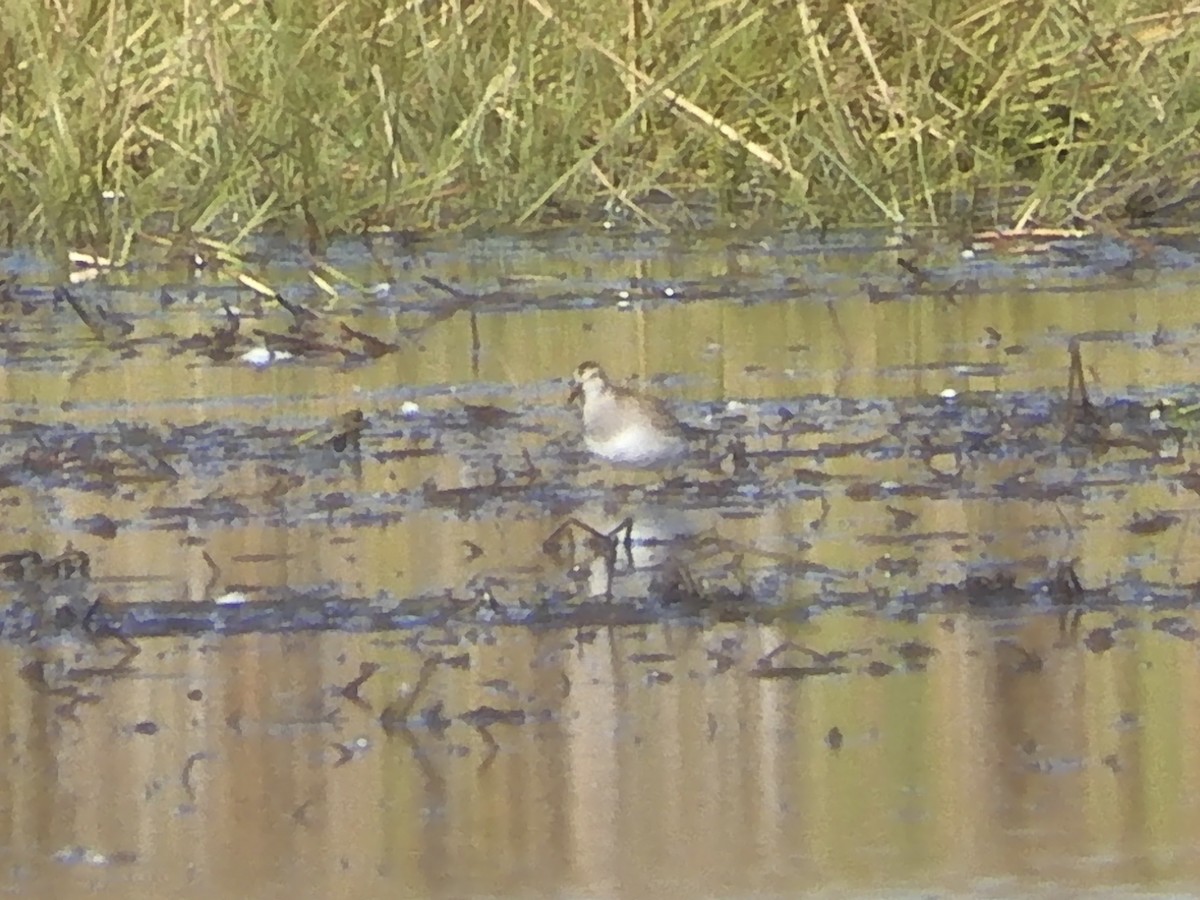 Pectoral Sandpiper - ML644825727