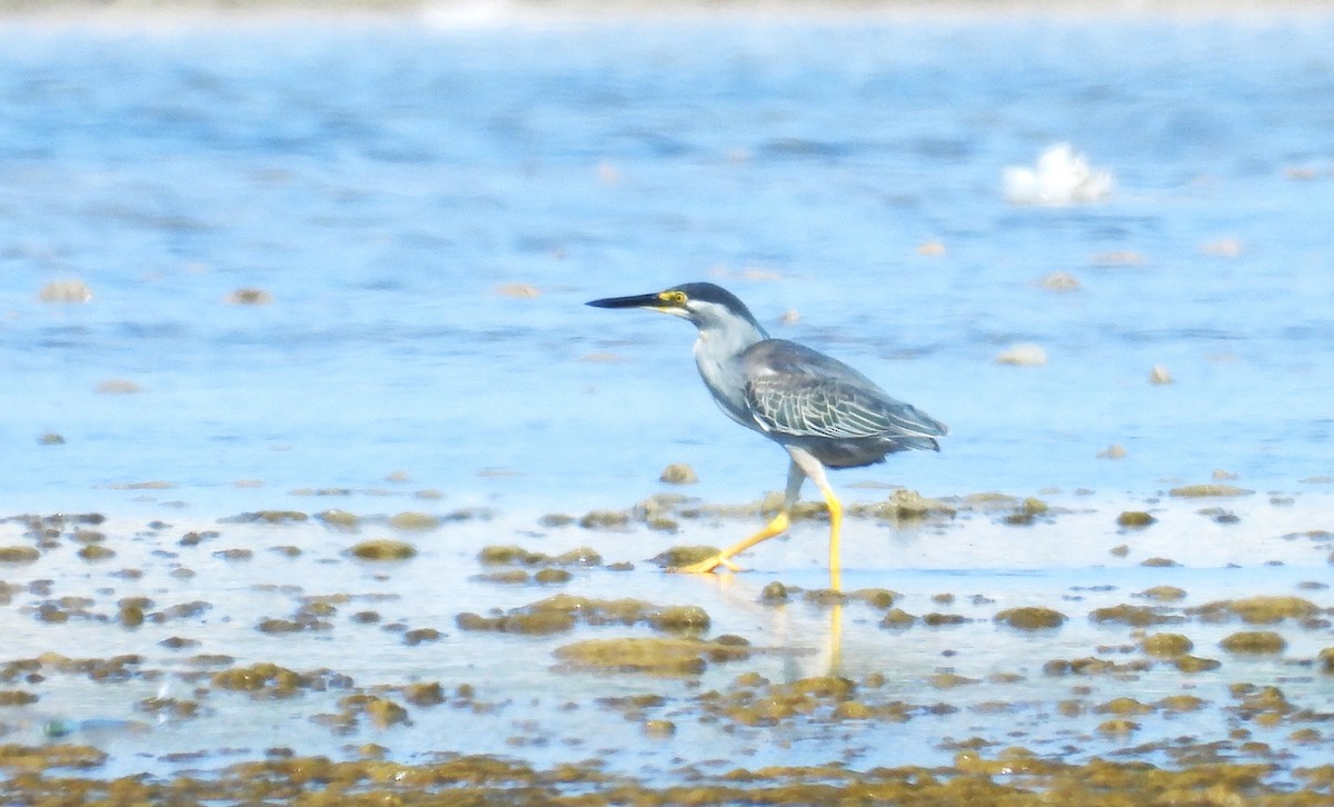 Little Heron - ML644825744