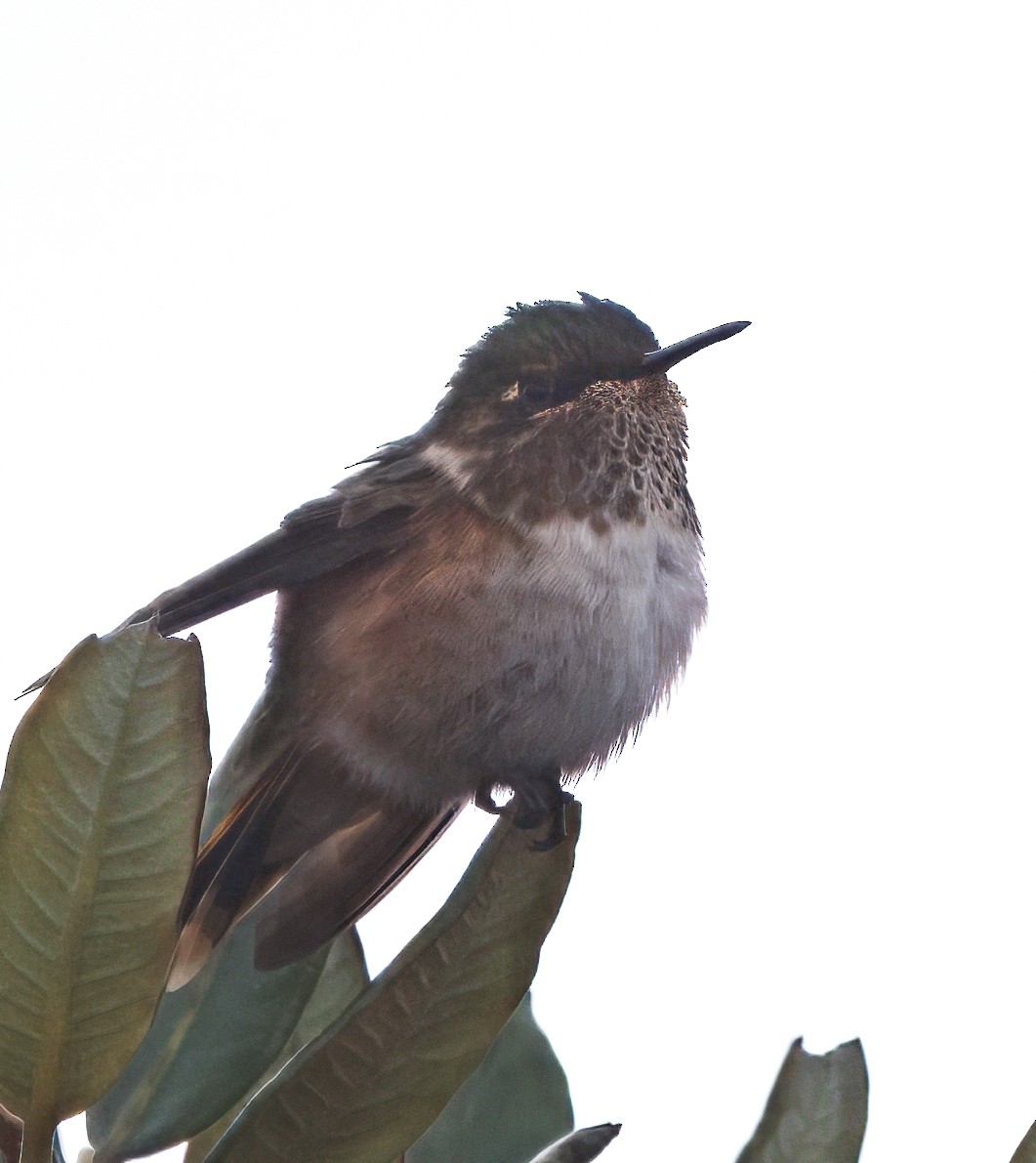 Volcano Hummingbird - ML644825750