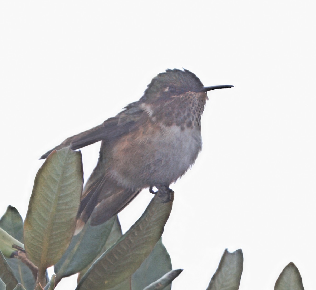 Volcano Hummingbird - ML644825751