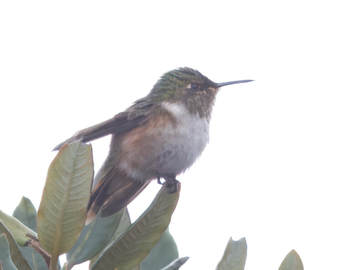 Volcano Hummingbird - ML644825752