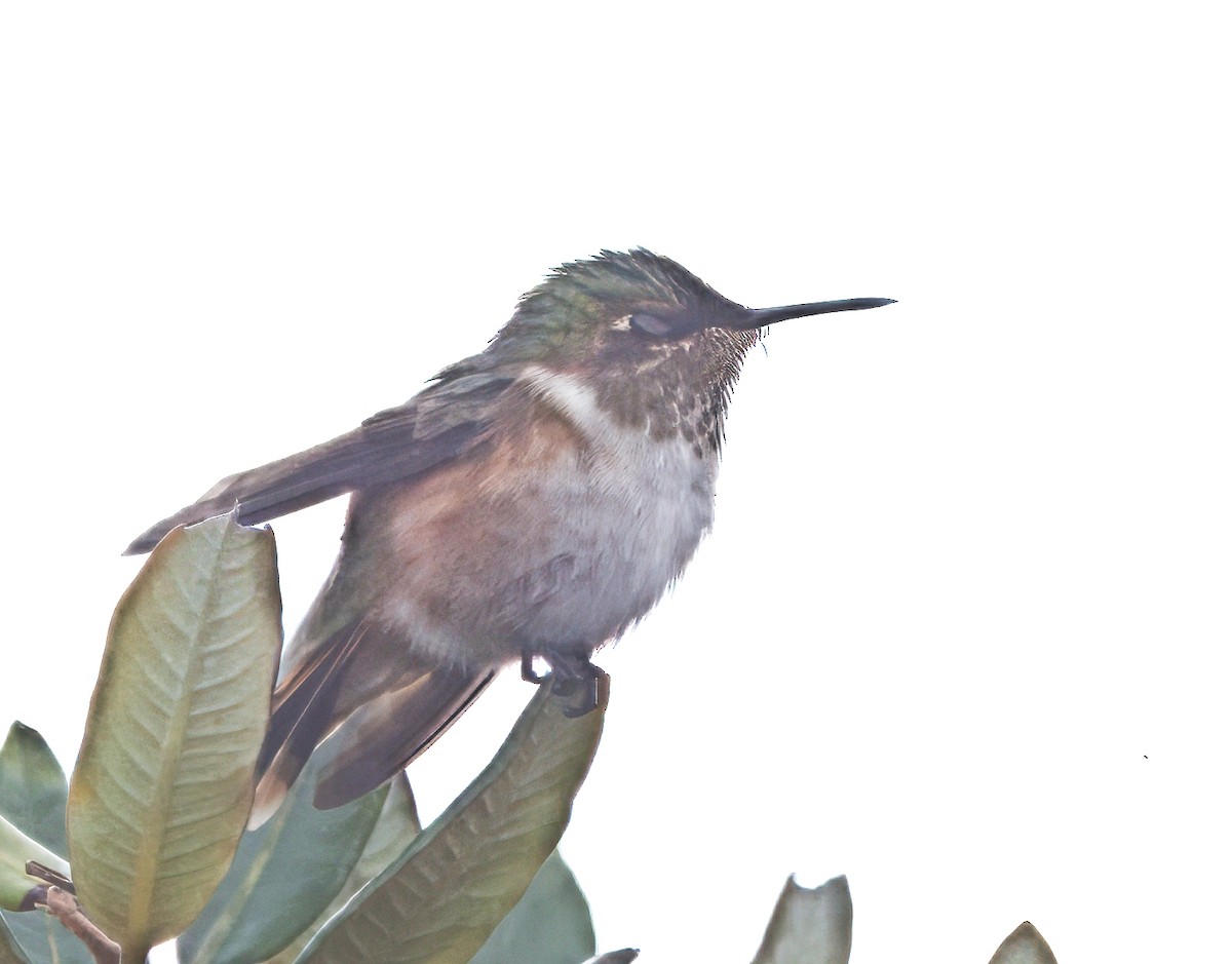 Volcano Hummingbird - ML644825753