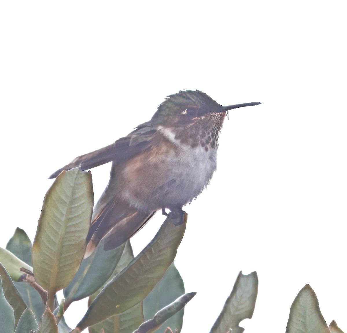 Volcano Hummingbird - ML644825754