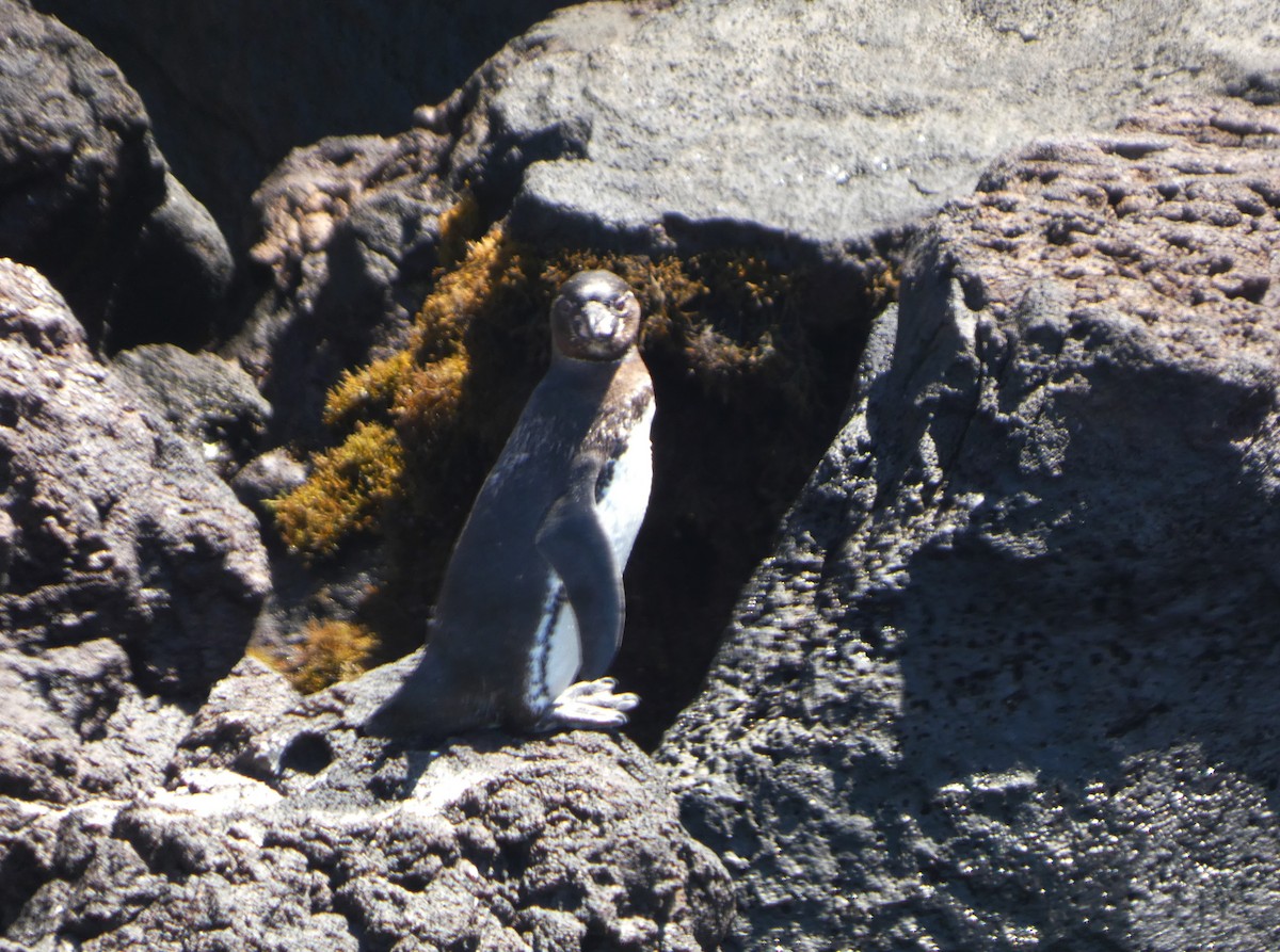 ガラパゴスペンギン - ML644825756