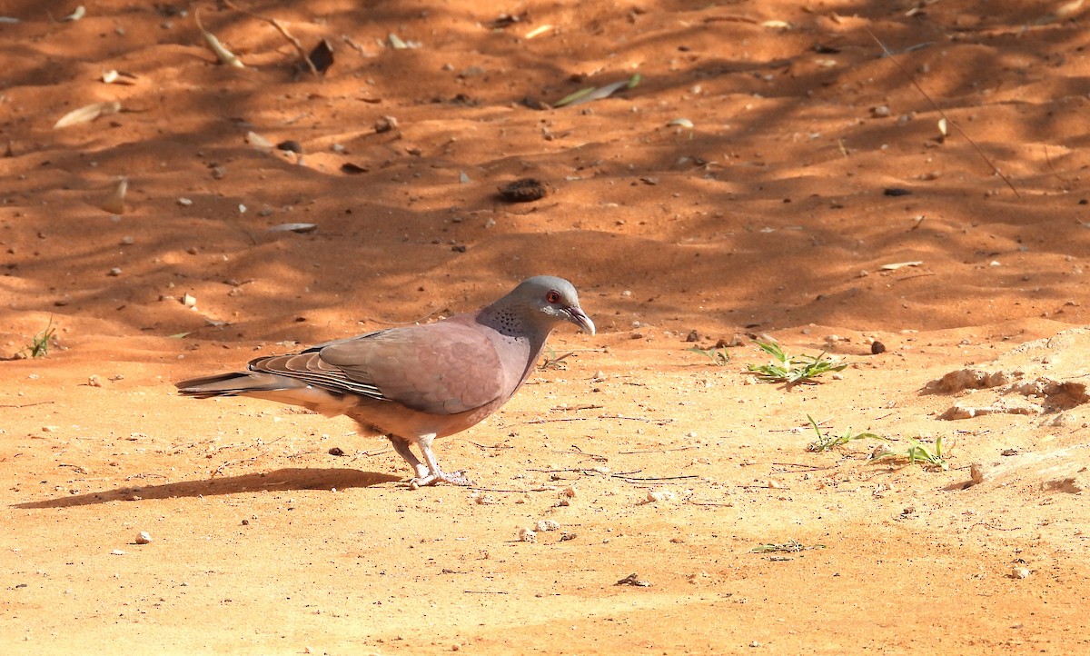 Malagasy Turtle-Dove - ML644825787