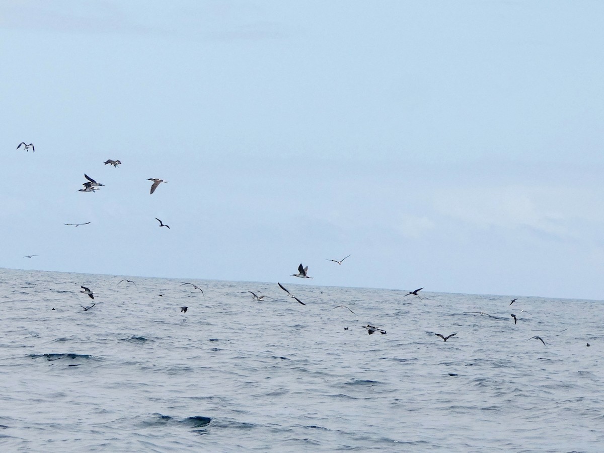 Galapagos Yelkovanı - ML644825788