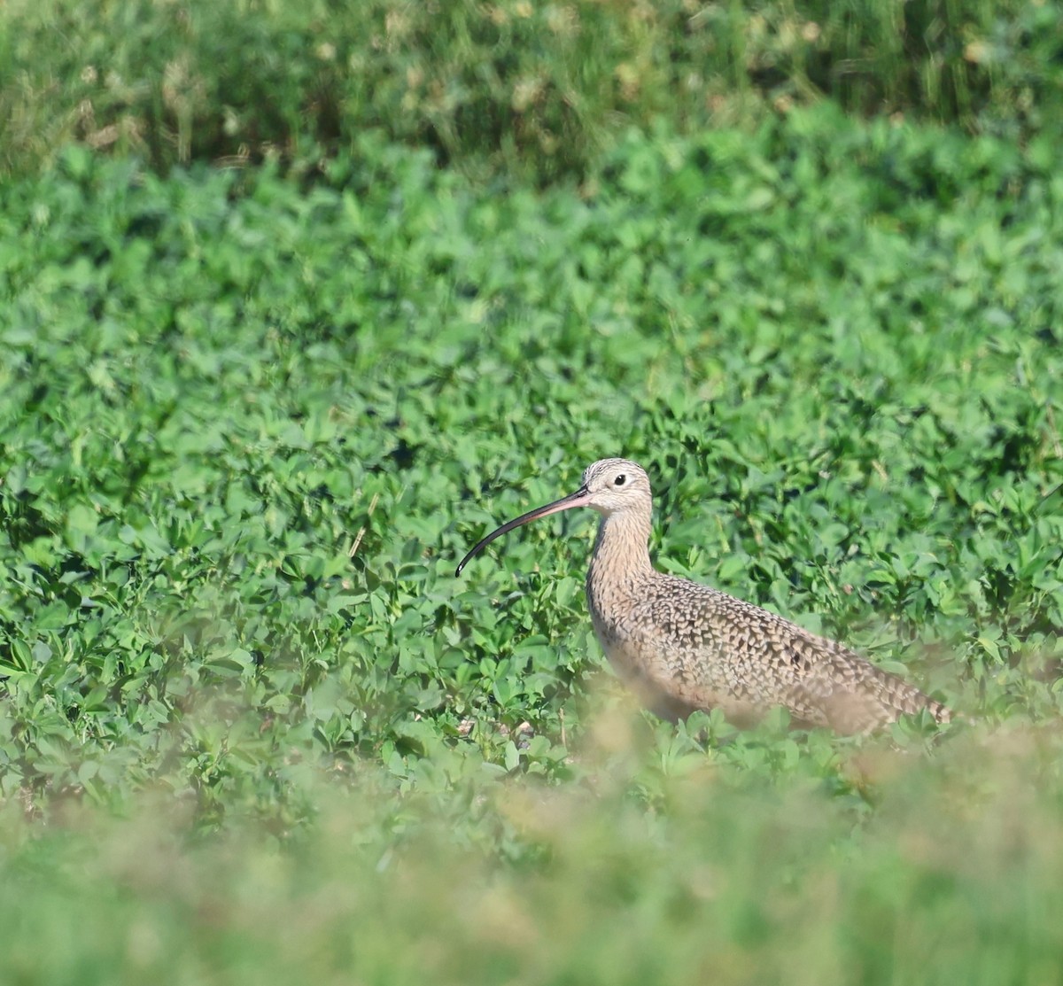 Long-billed Curlew - ML644825792