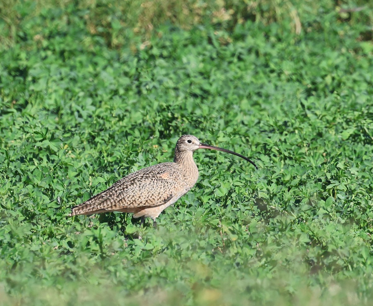 Long-billed Curlew - ML644825794
