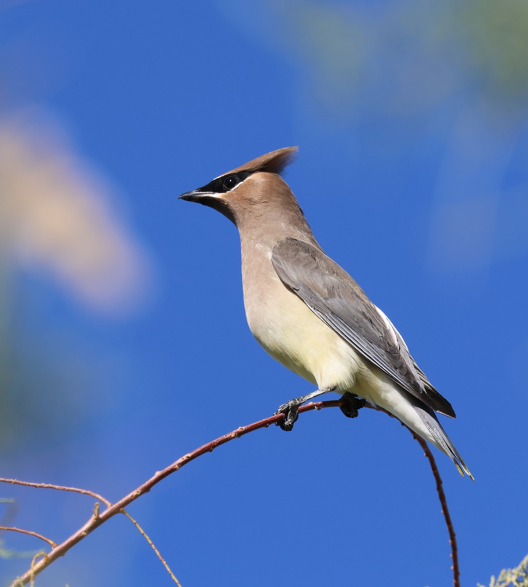 Cedar Waxwing - ML644825801
