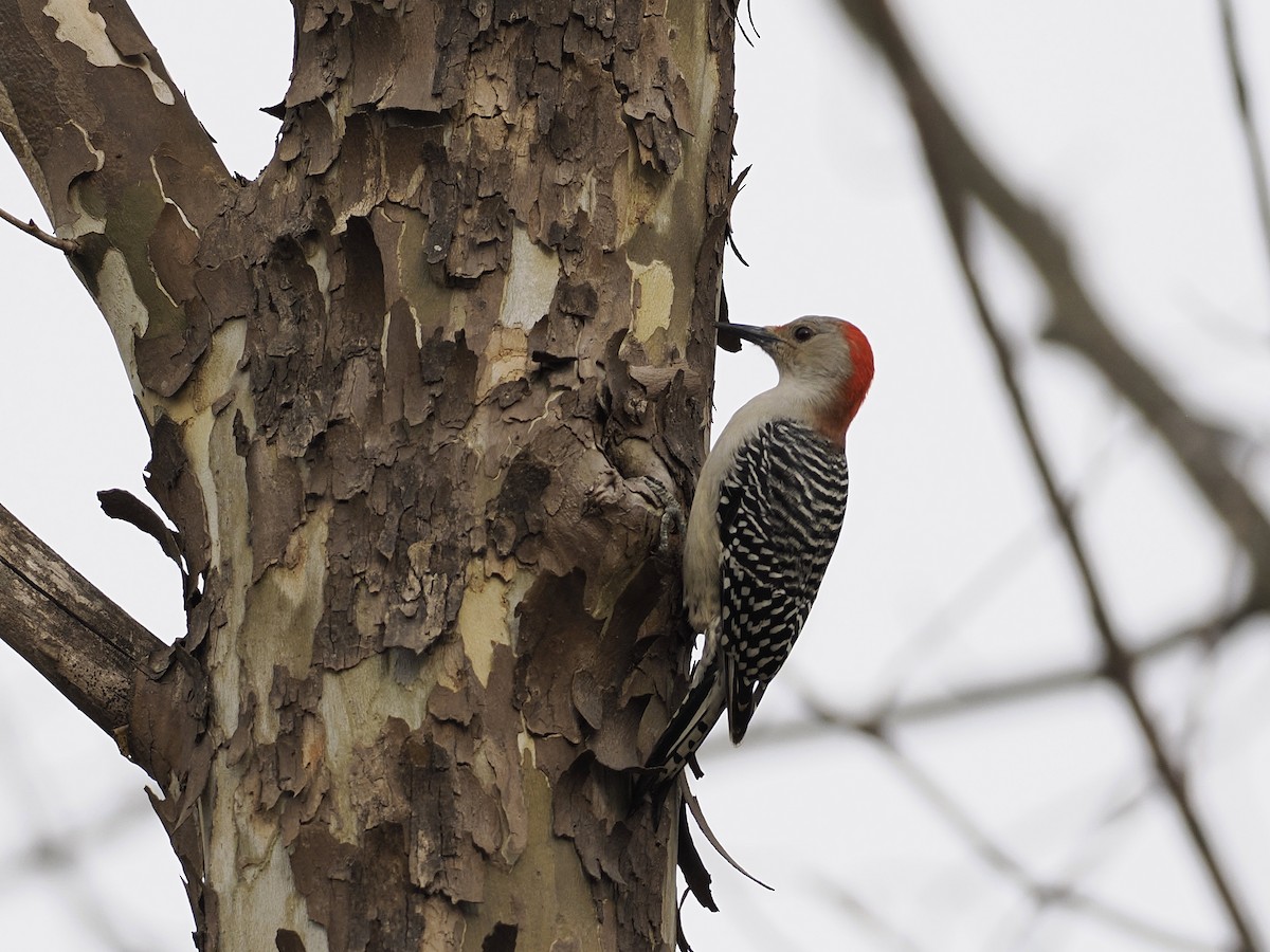 Carolinaspecht - ML644825819