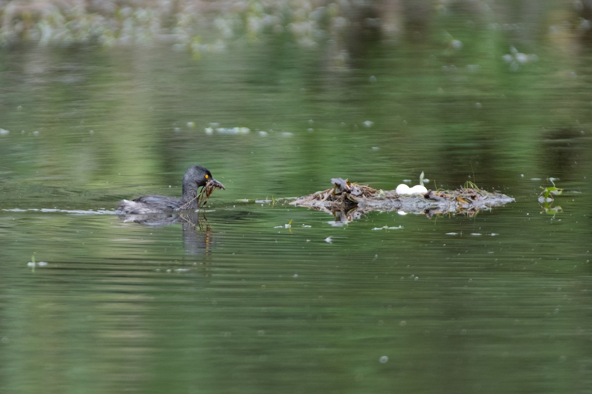 Amerika Küçük Batağanı - ML644825822