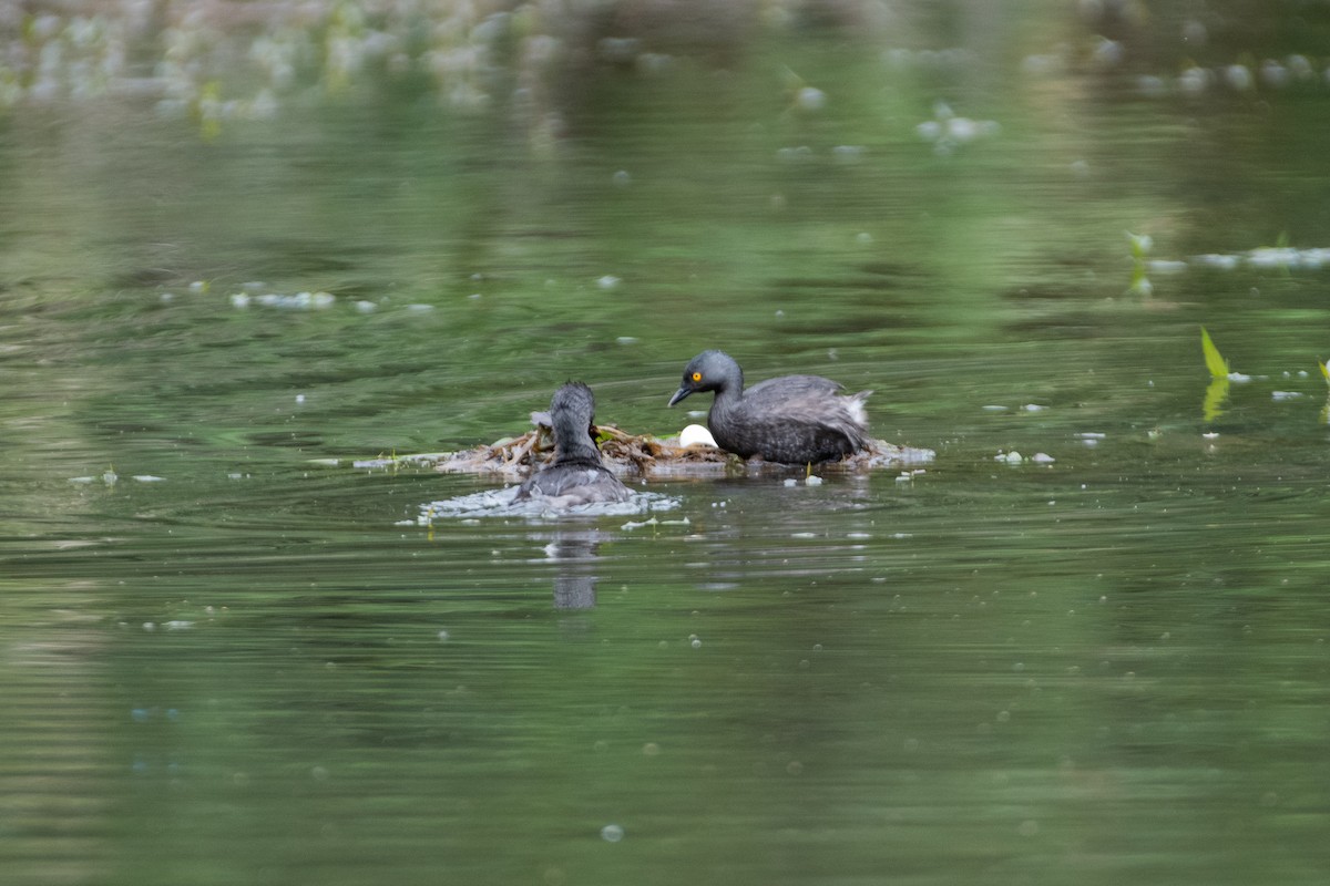 Amerika Küçük Batağanı - ML644825823