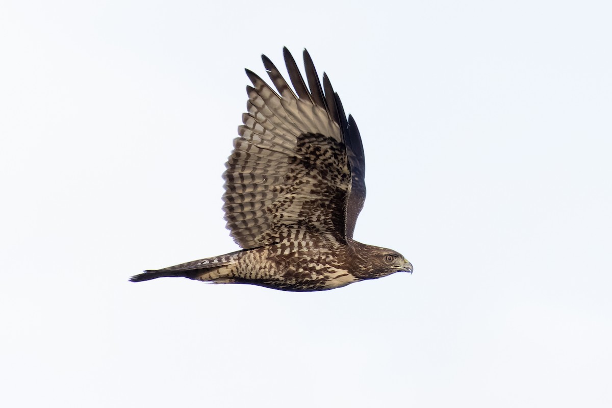 Red-tailed Hawk - ML644825824
