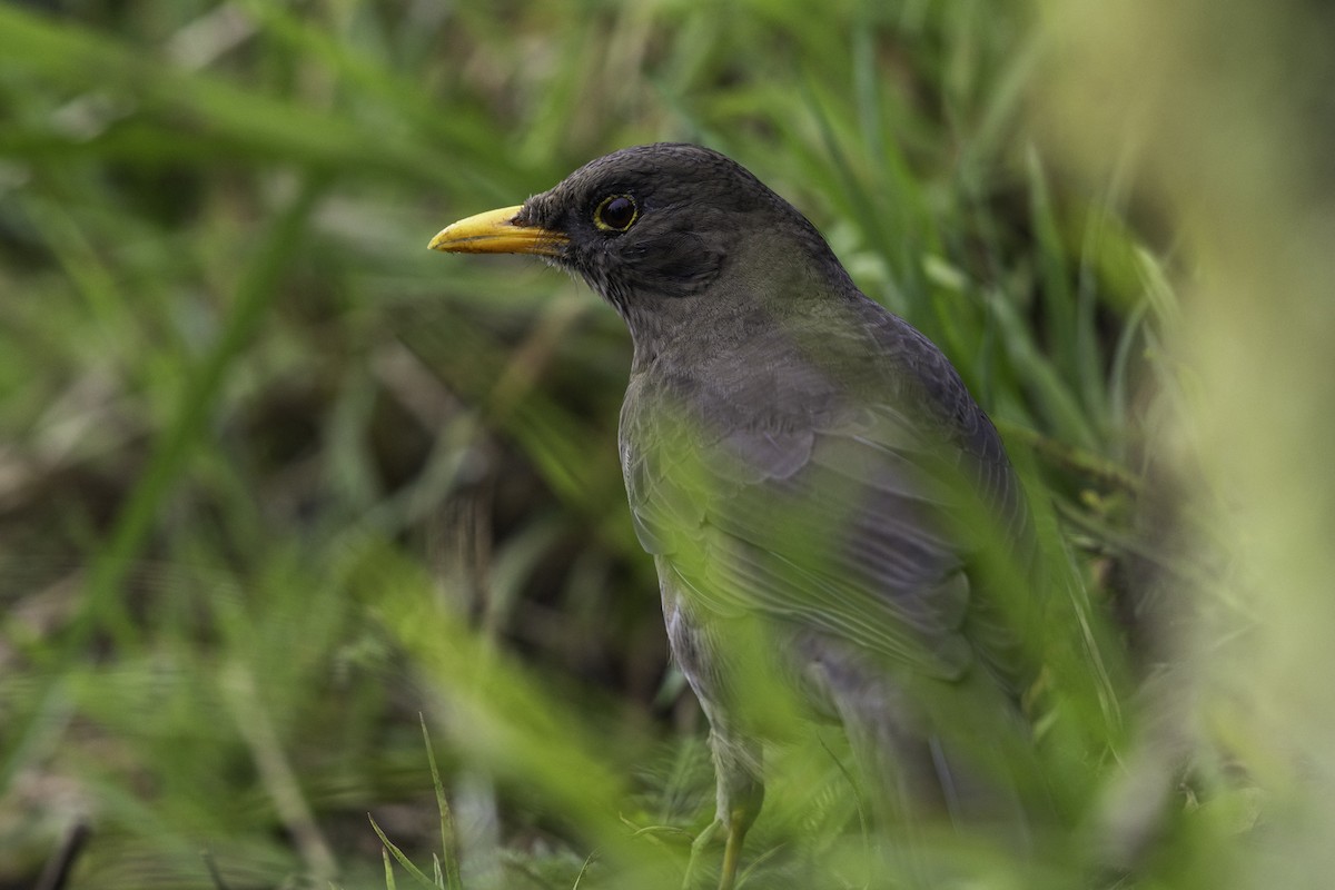 Great Thrush - ML644825830