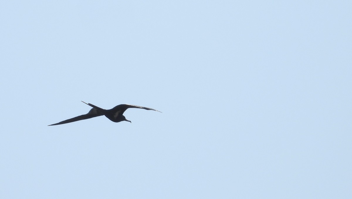 Lesser Frigatebird - ML644825833