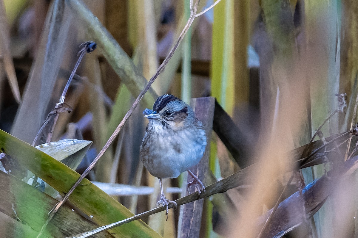 Bruant des marais - ML644825837