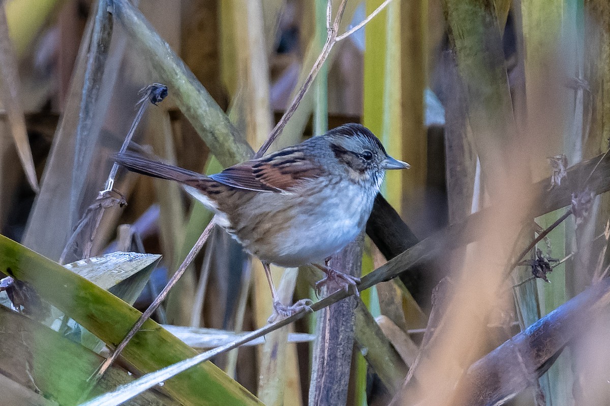 Bruant des marais - ML644825838