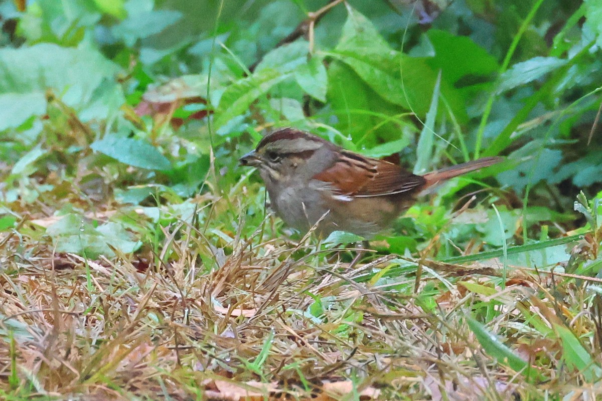 Bruant des marais - ML644825839