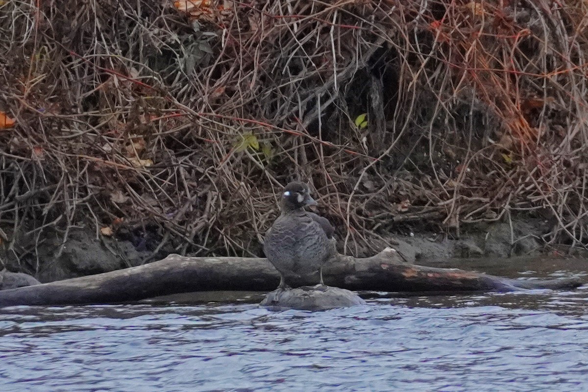 Harlequin Duck - ML644825843