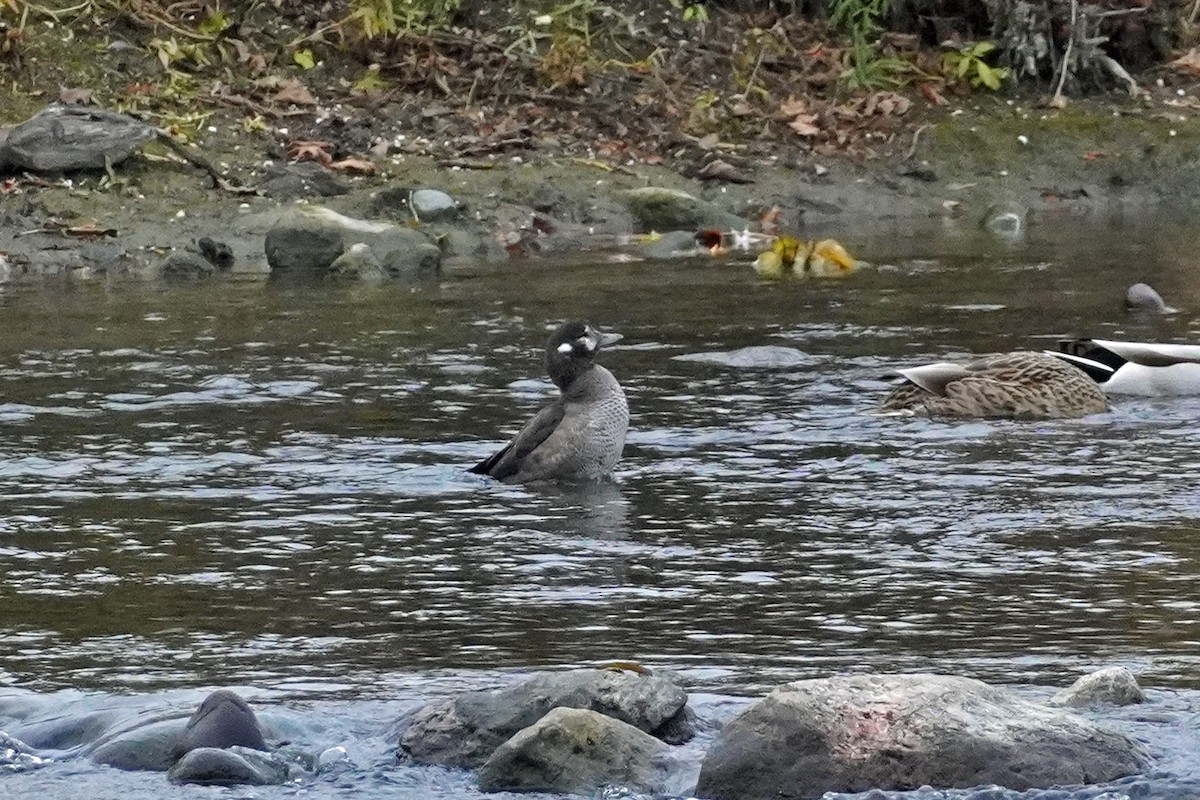 Harlequin Duck - ML644825844
