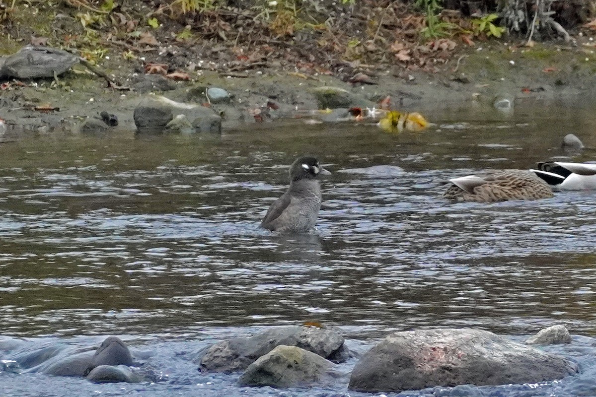 Harlequin Duck - ML644825845