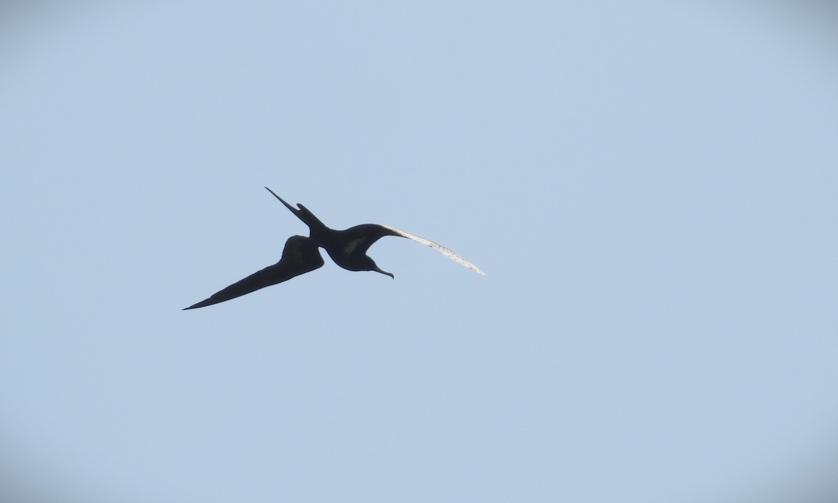 Lesser Frigatebird - ML644825848