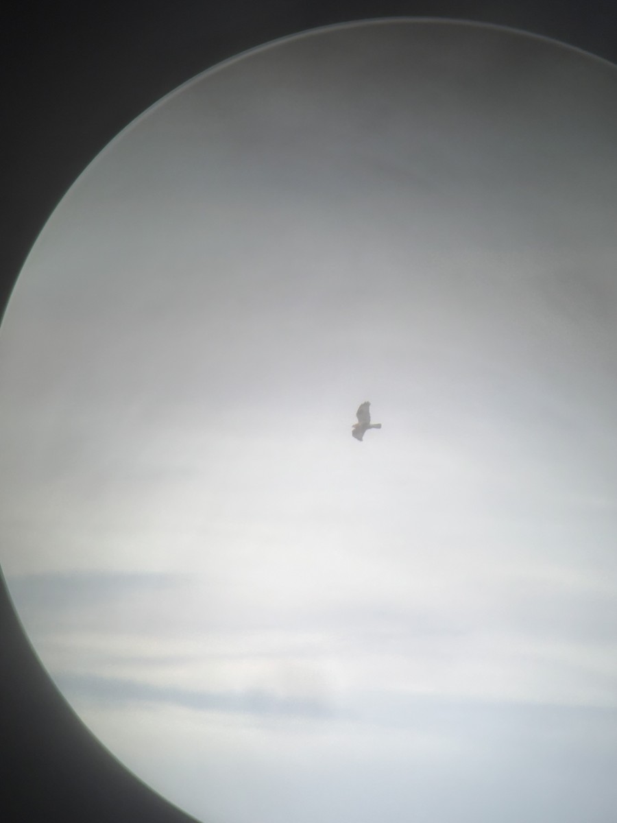 Rough-legged Hawk - ML644825850