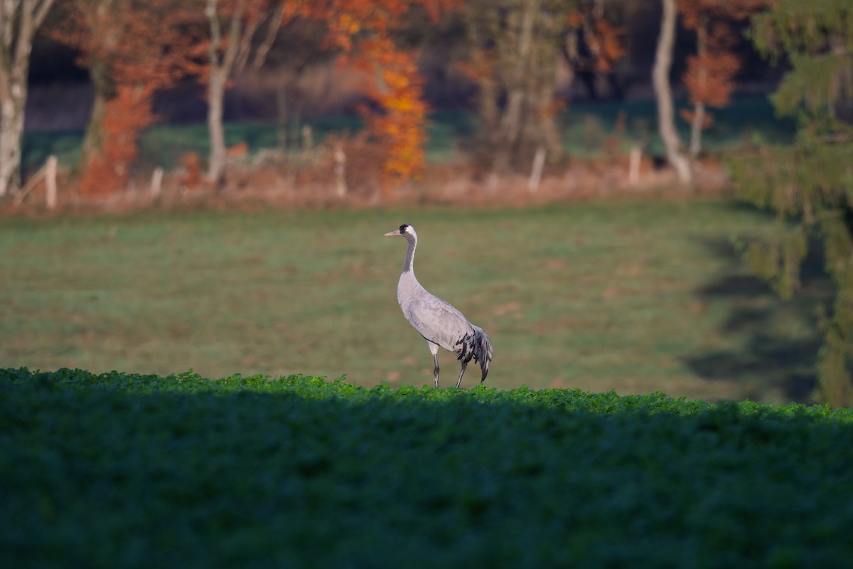 クロヅル - ML644825851