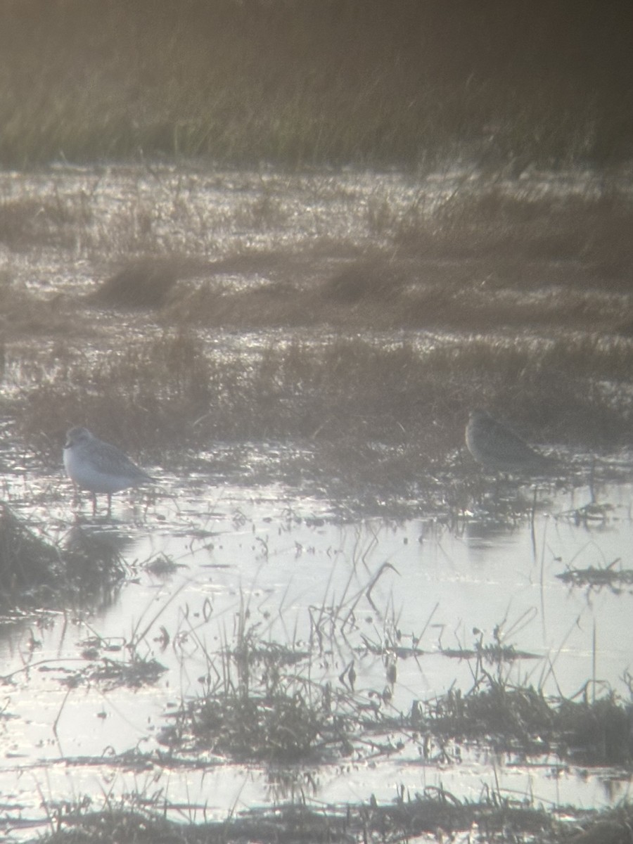 American Golden-Plover - ML644825872