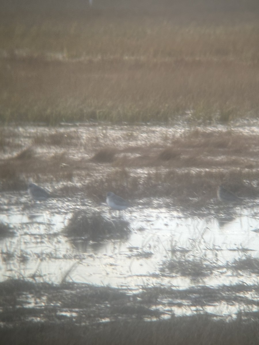 American Golden-Plover - ML644825873