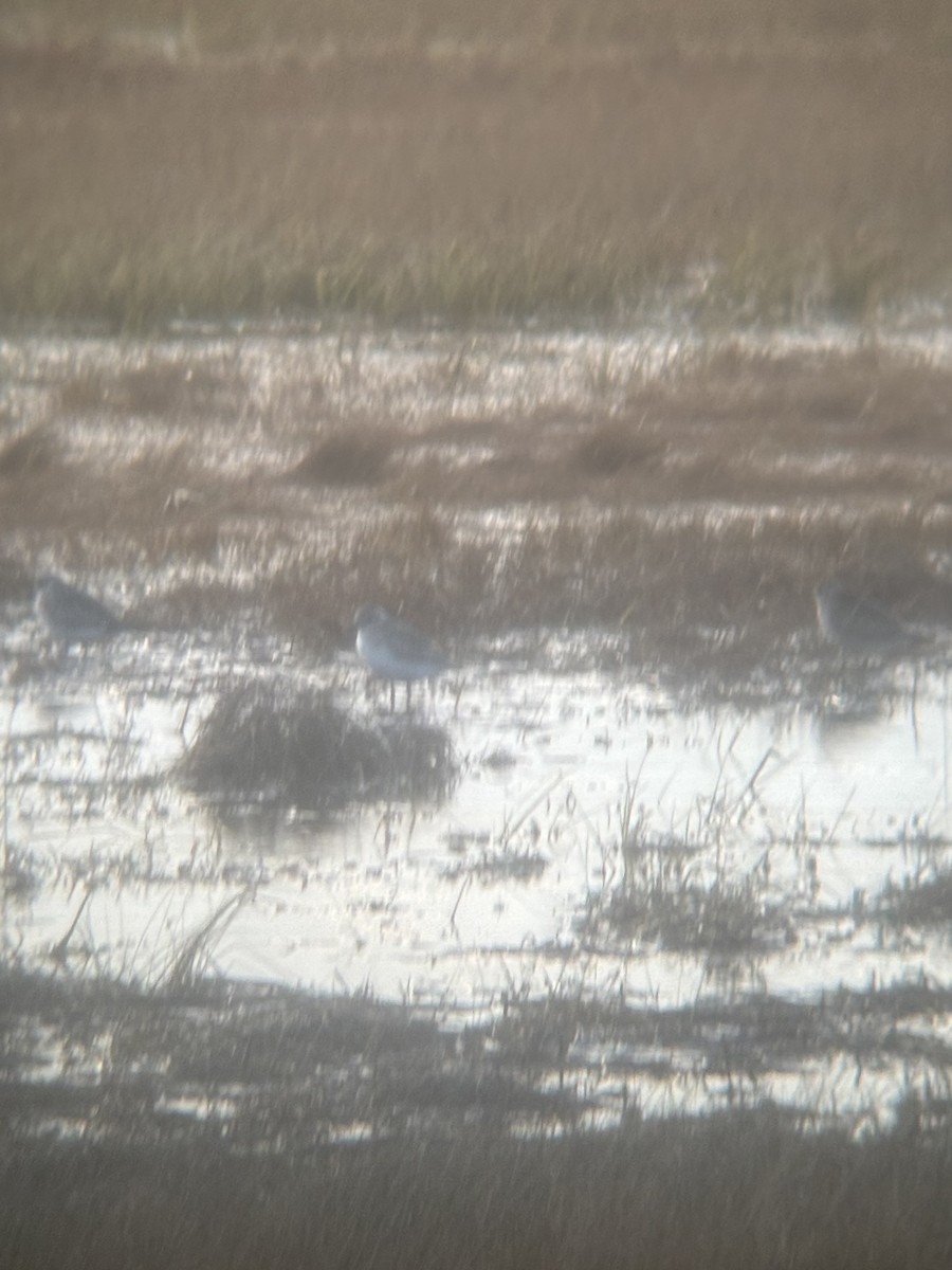 American Golden-Plover - ML644825874