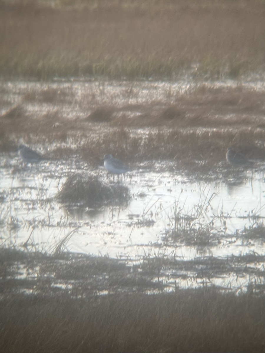 American Golden-Plover - ML644825875