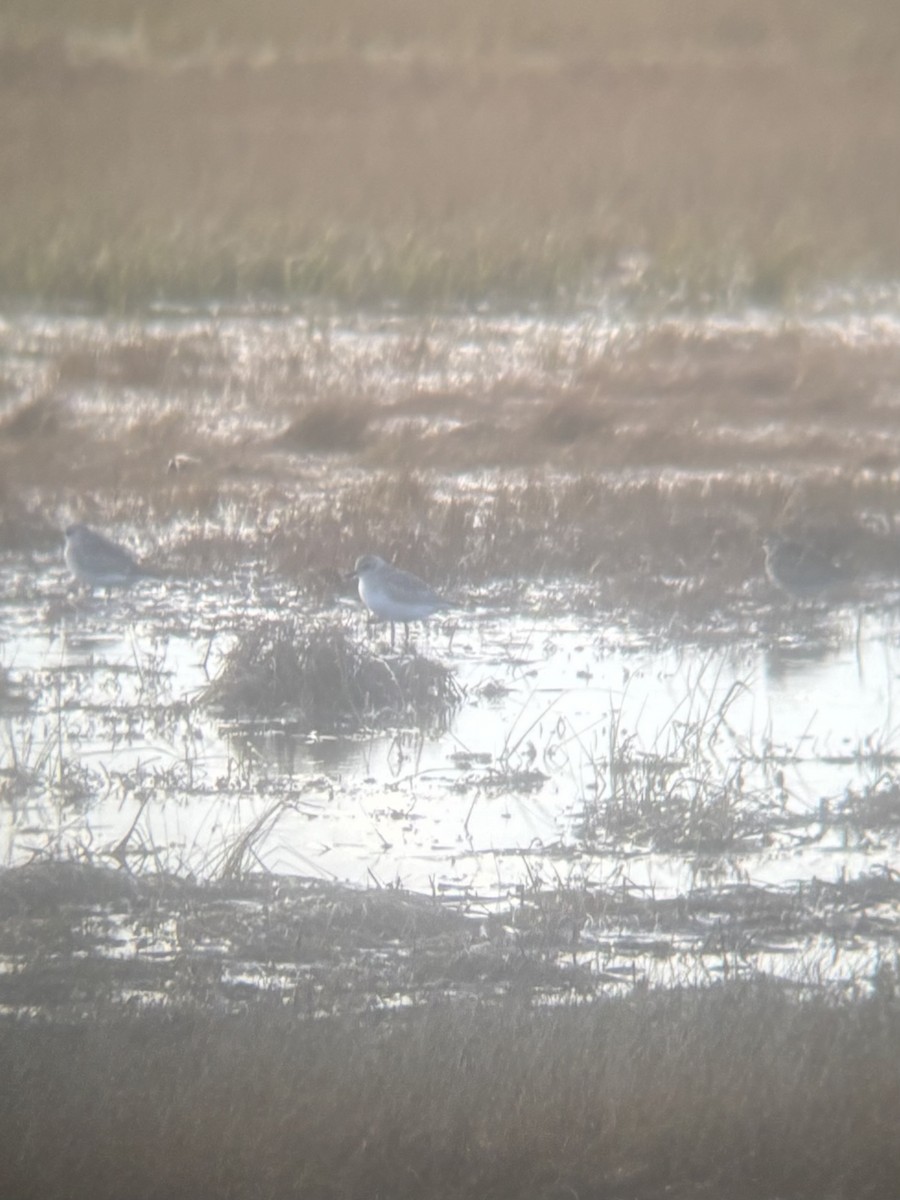 American Golden-Plover - ML644825876