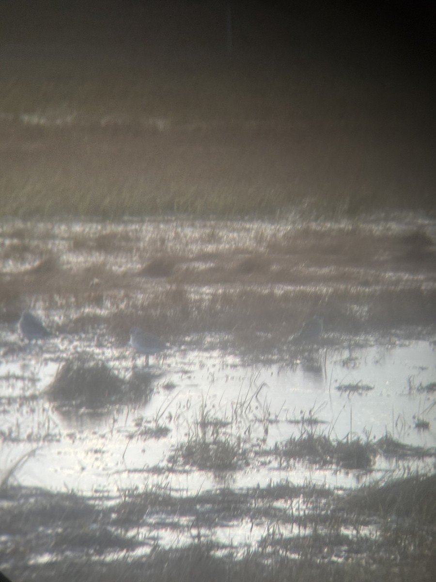 American Golden-Plover - ML644825877