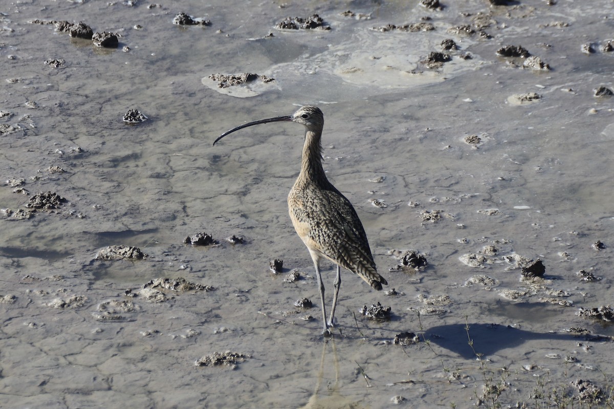 Long-billed Curlew - ML644825880