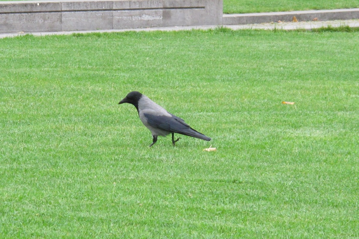 Leş Kargası - ML644825884