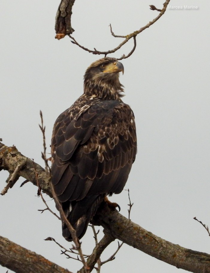 ハクトウワシ - ML644825893