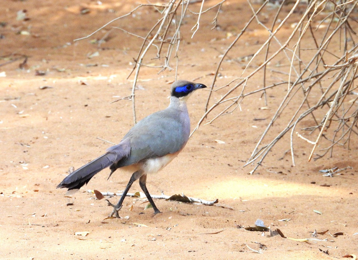 Olive-capped Coua - ML644825906