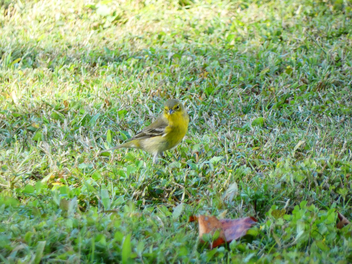 Pine Warbler - ML644825914