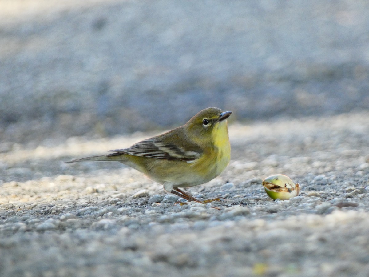 Pine Warbler - ML644825915