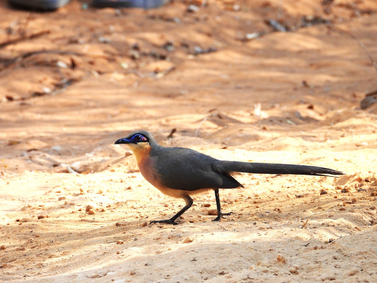 Running Coua - ML644825916