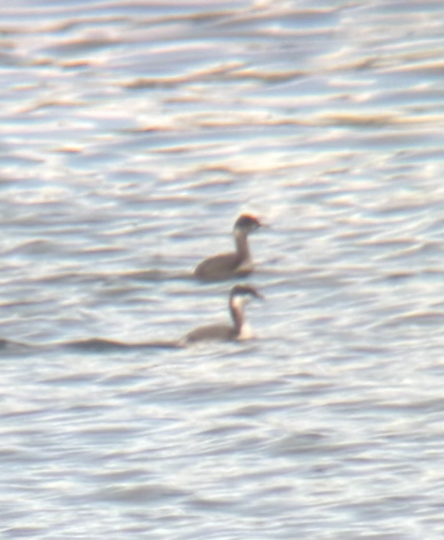 ハジロカイツブリ - ML644825920