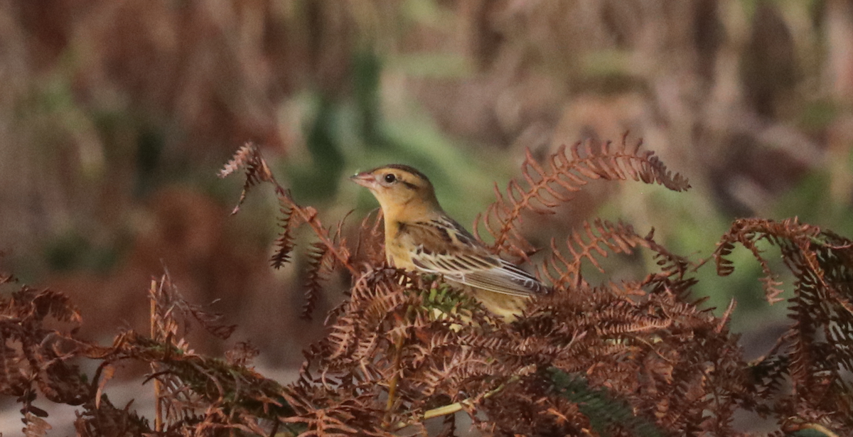 דרורן זהוב - ML644825924